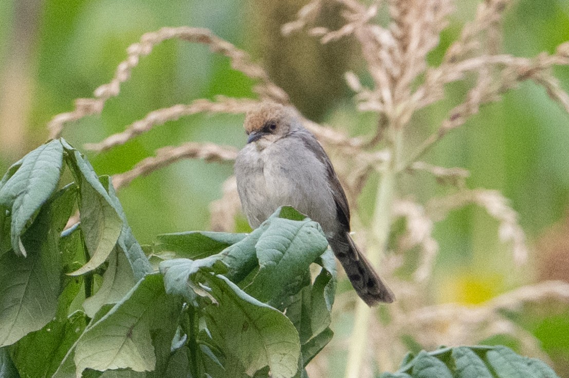 Chubb's Cisticola - ML641987915