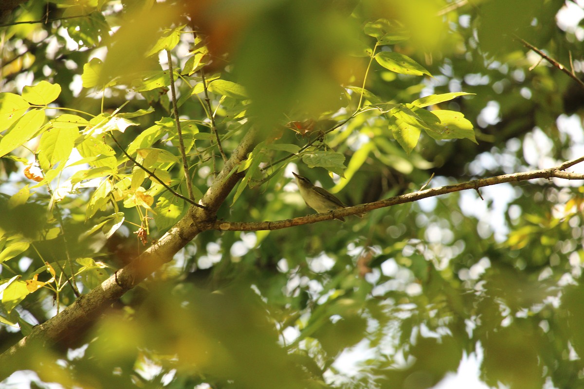 Vireo begigorria - ML641987916