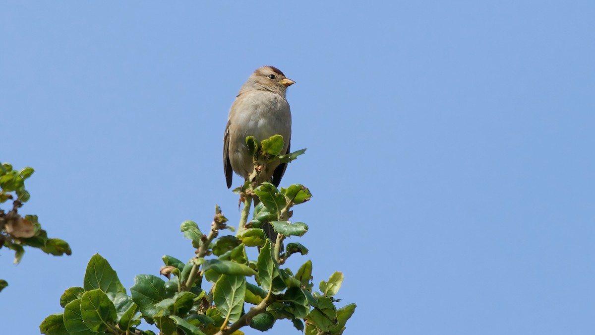 White-crowned Sparrow - ML641987917