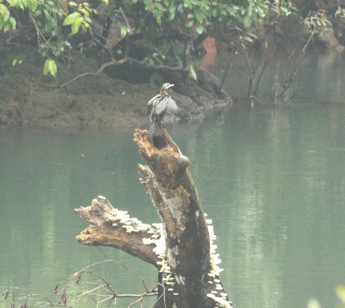 Little Cormorant - ML641987918