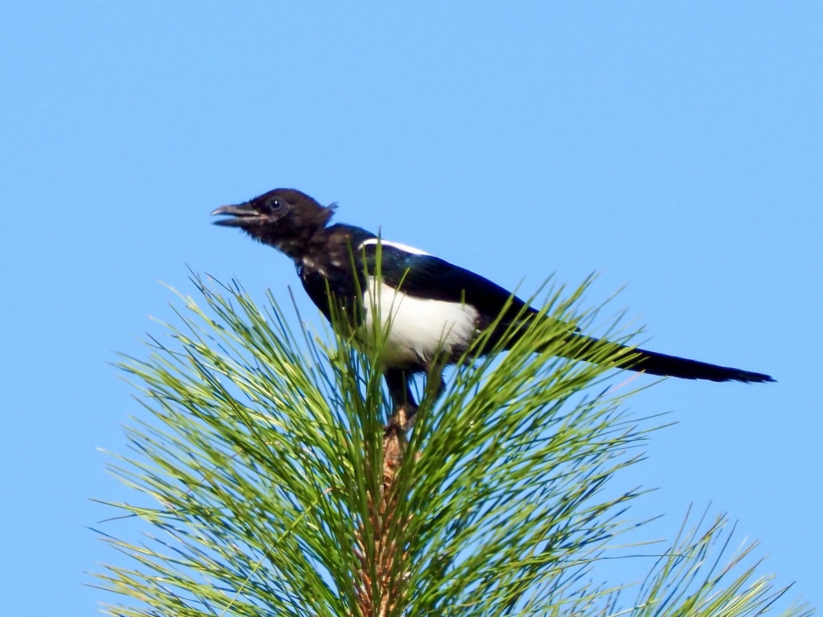 Black-billed Magpie - ML641987922