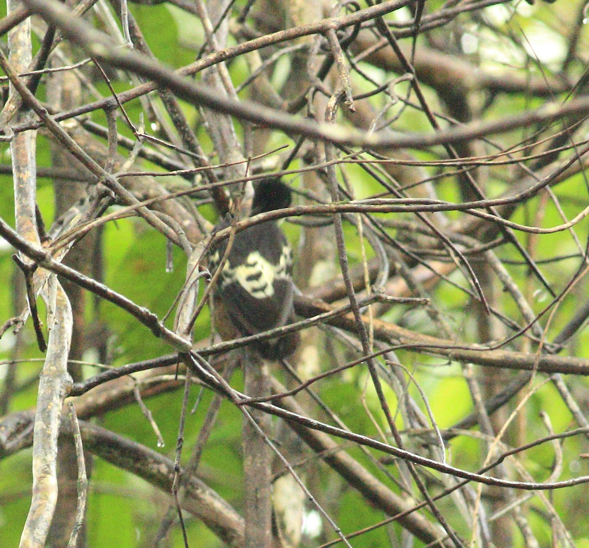 Heart-spotted Woodpecker - ML641987924