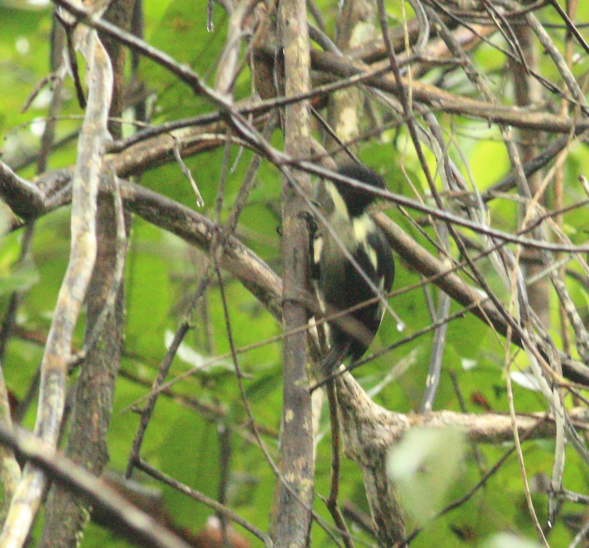 Heart-spotted Woodpecker - ML641987927
