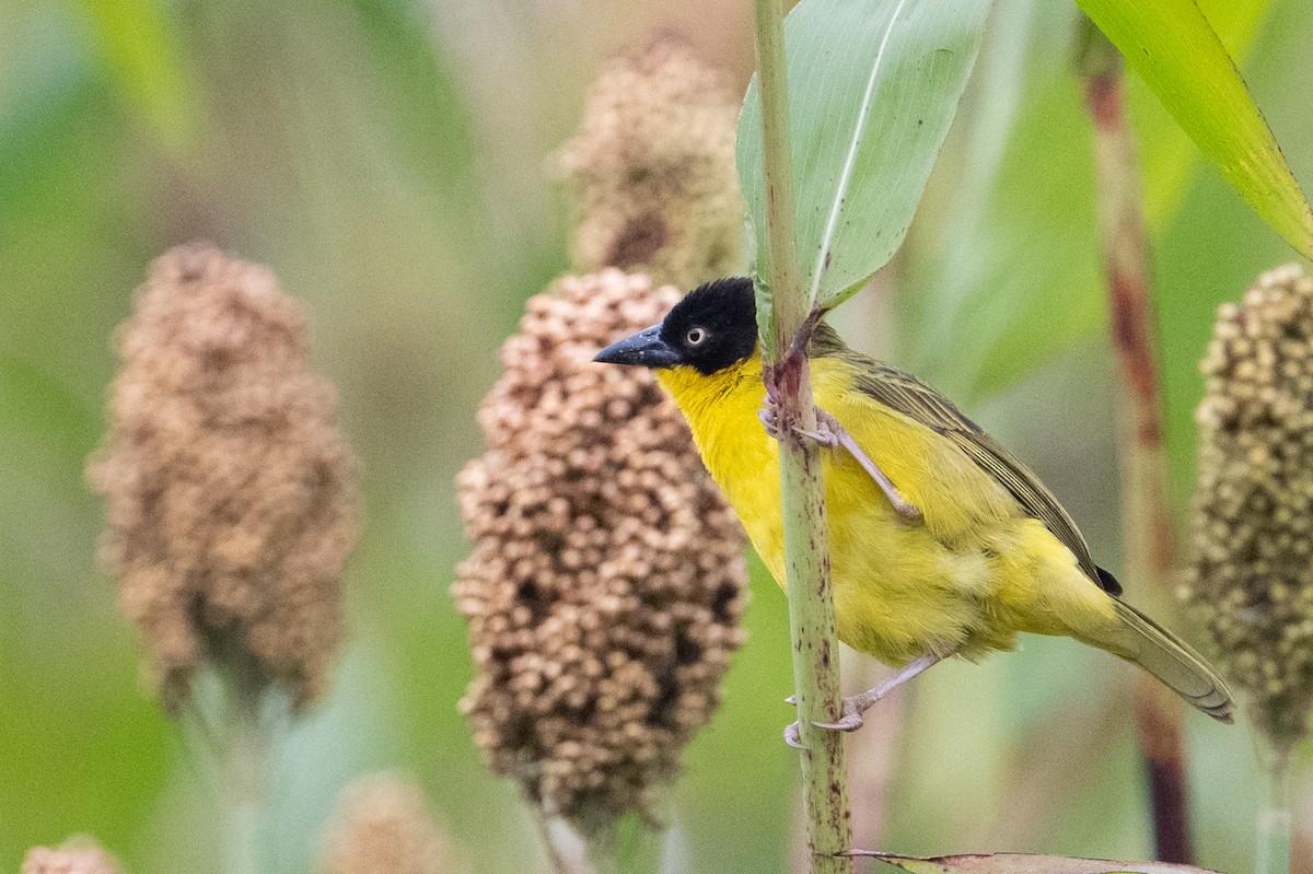 Baglafecht Weaver - ML641987928