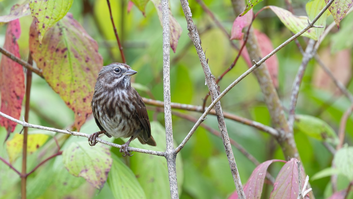 Song Sparrow (rufina Group) - ML641987929