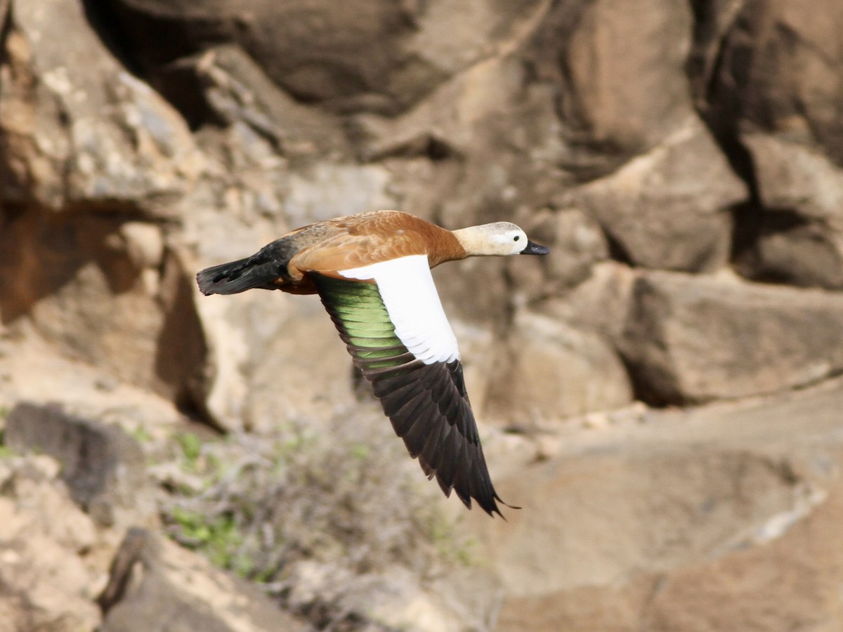 Ruddy Shelduck - ML641987931