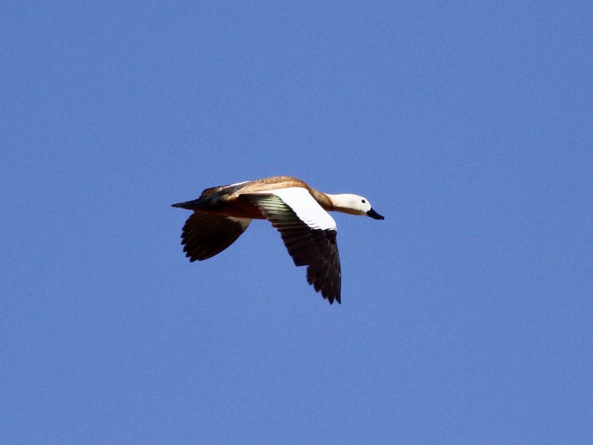 Ruddy Shelduck - ML641987932