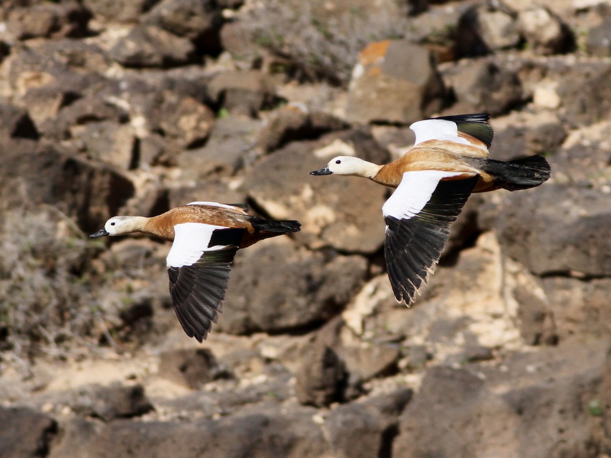 Ruddy Shelduck - ML641987933