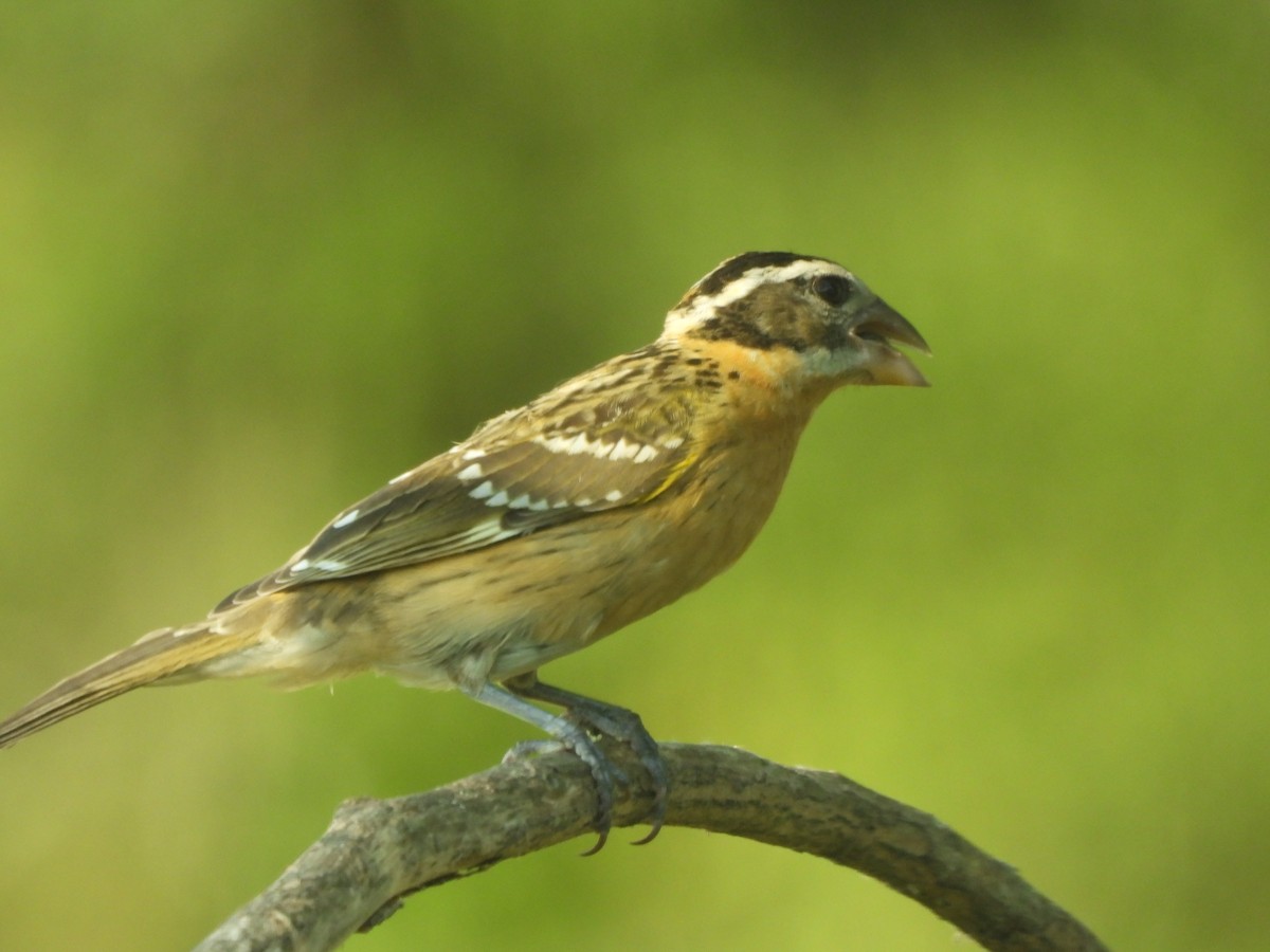 Black-headed Grosbeak - ML641987934