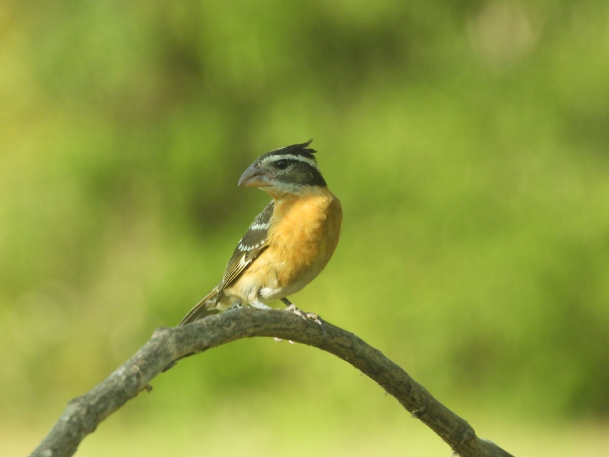 Black-headed Grosbeak - ML641987935