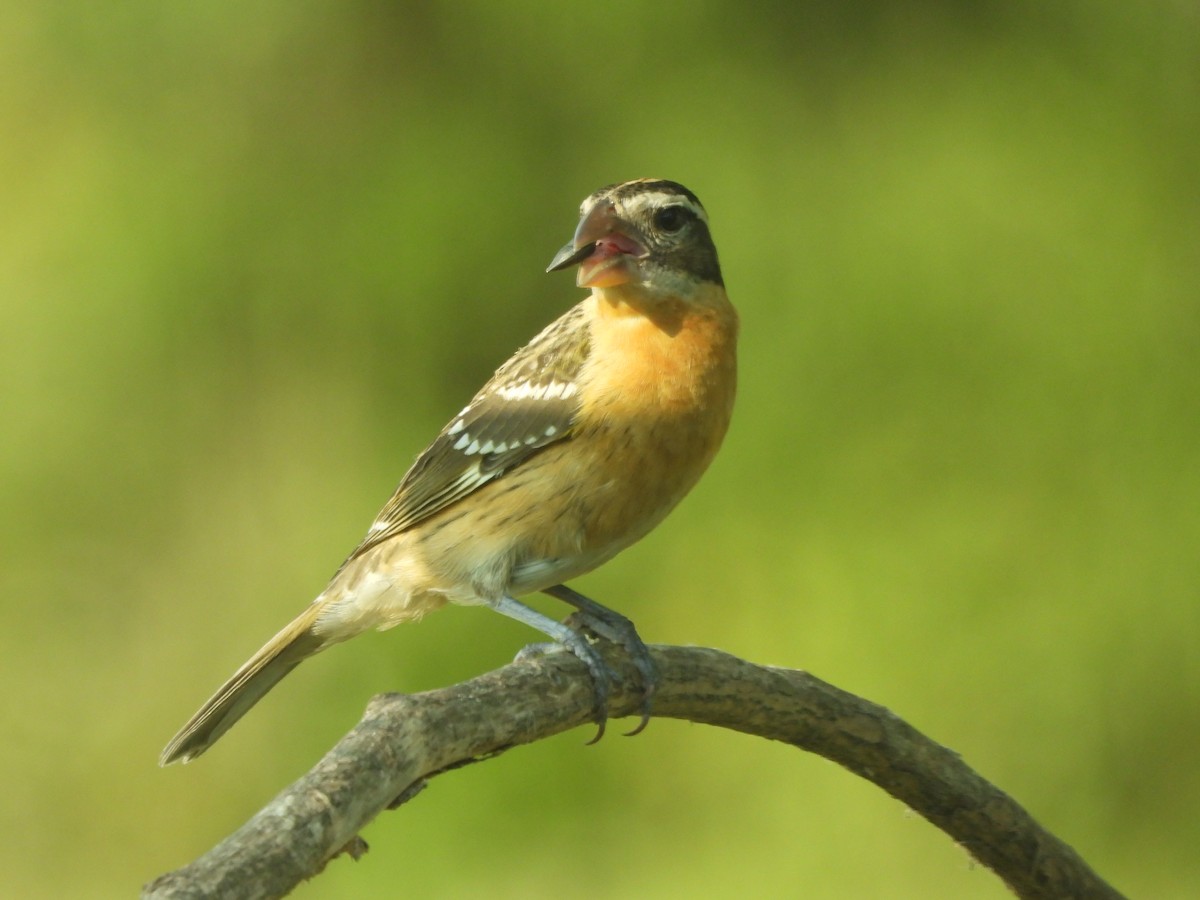 Black-headed Grosbeak - ML641987936
