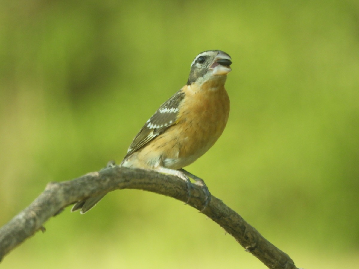 Black-headed Grosbeak - ML641987937