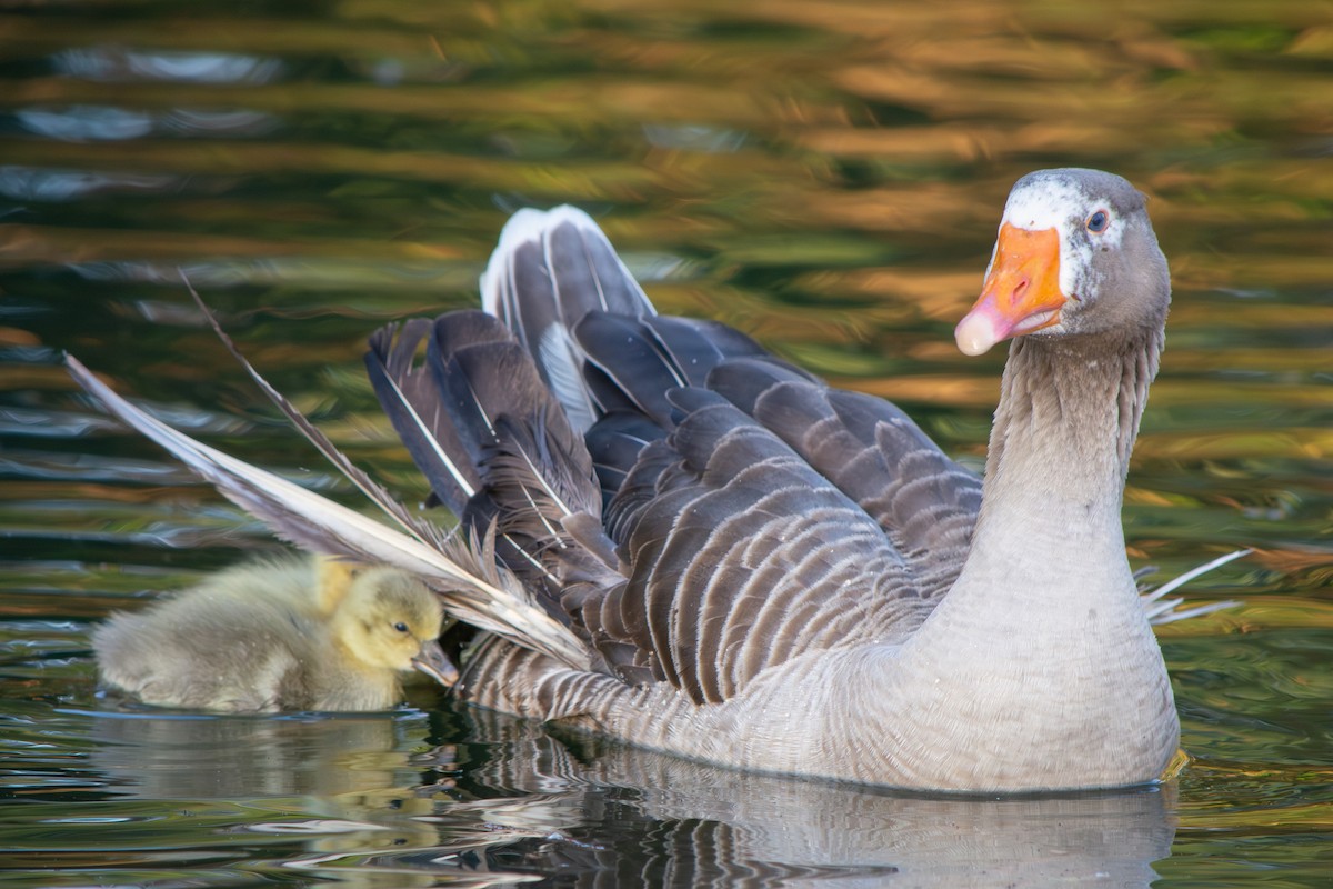 Graylag Goose (Domestic type) - ML641987941