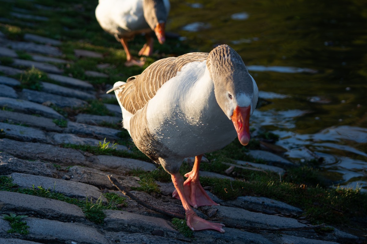 Graylag Goose (Domestic type) - ML641987942
