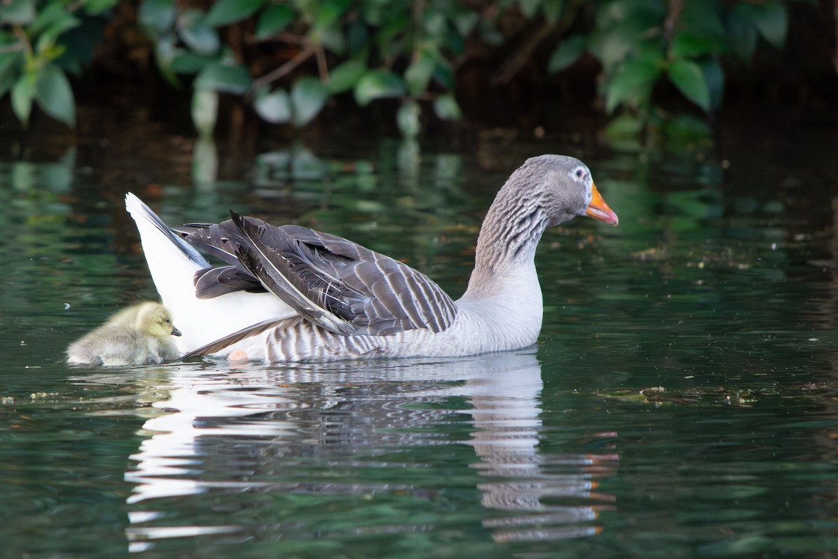 Graylag Goose (Domestic type) - ML641987943