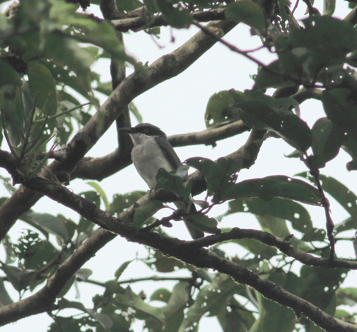 Malabar Woodshrike - ML641987945