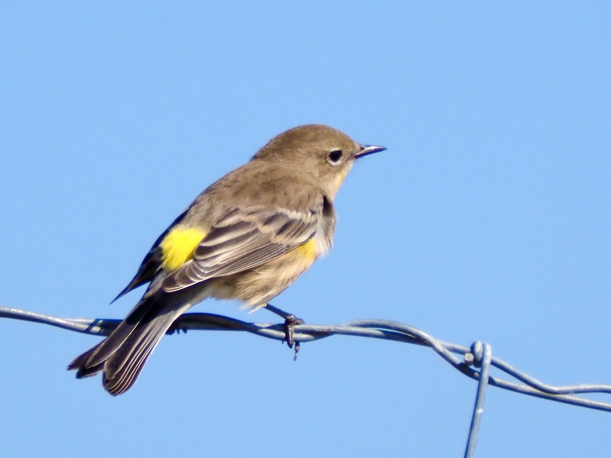 Yellow-rumped Warbler (Audubon's) - ML641987946