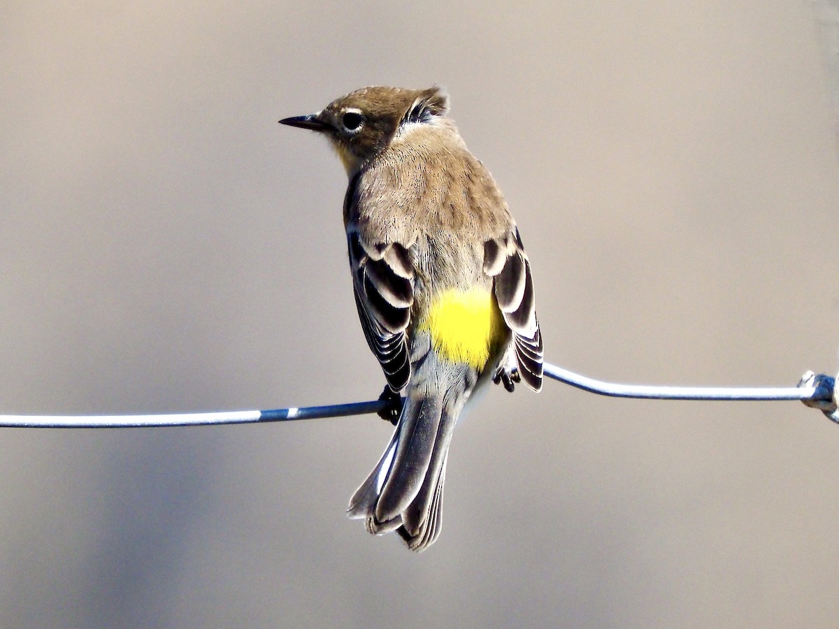 Yellow-rumped Warbler (Audubon's) - ML641987951