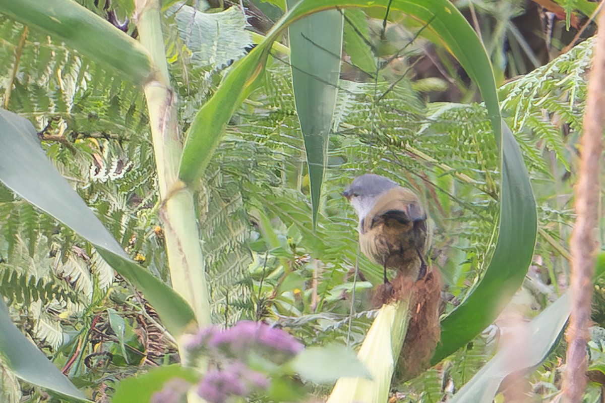 Yellow-bellied Waxbill - ML641987959