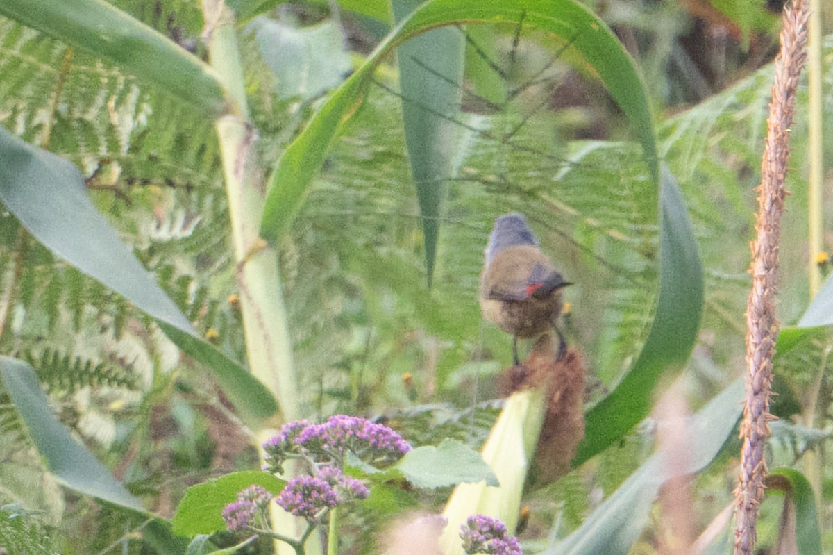 Yellow-bellied Waxbill - ML641987960
