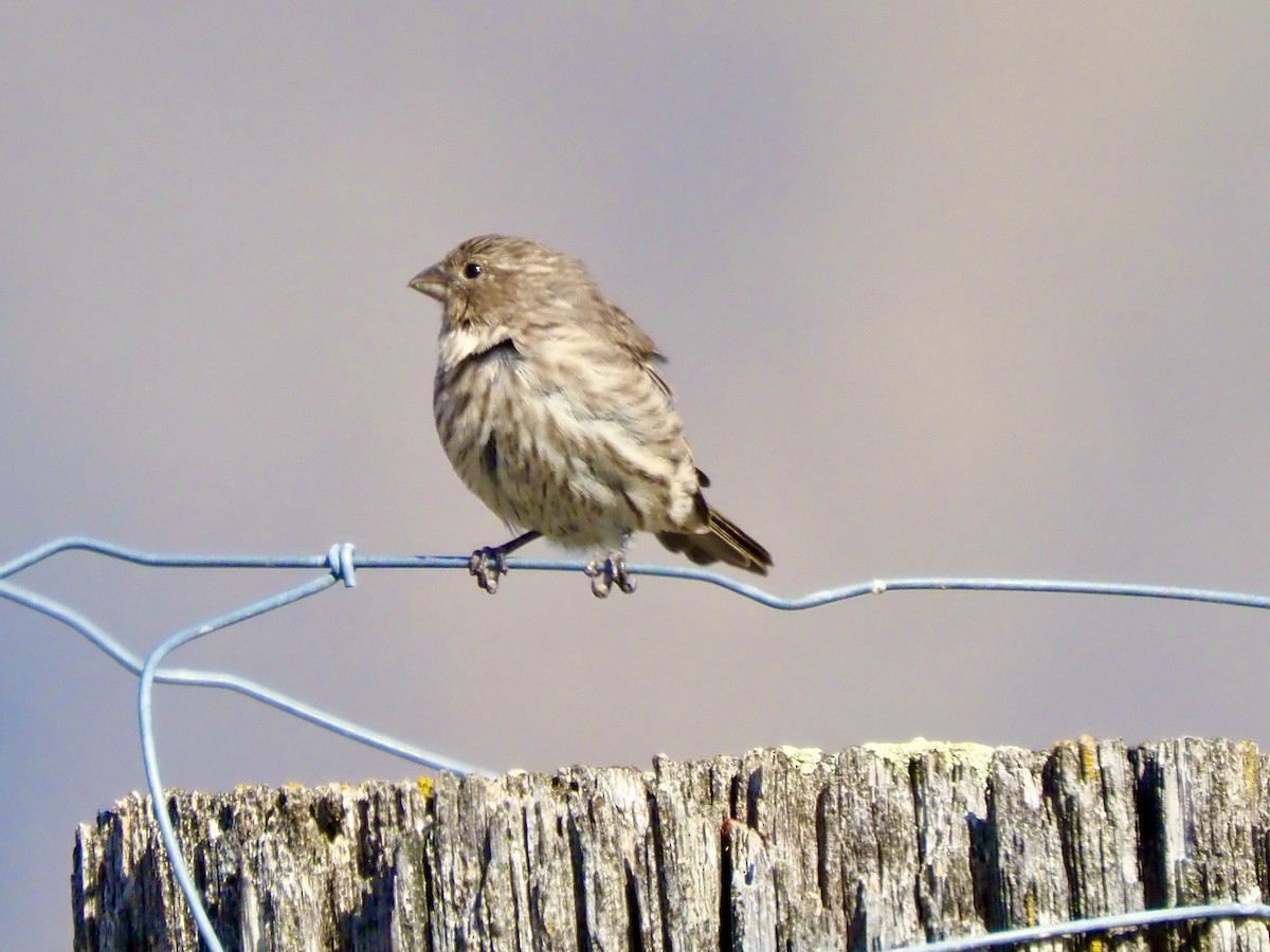 House Finch - ML641987965