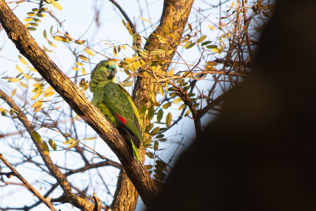 Turquoise-fronted Amazon - ML641987980