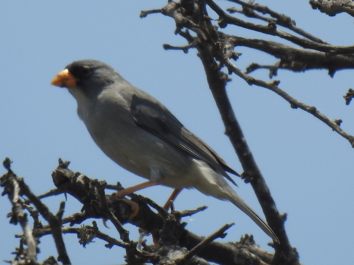 Cinereous Finch - ML641987981