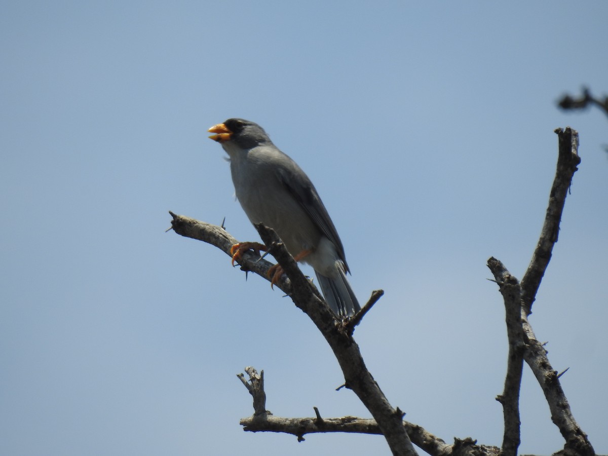 Cinereous Finch - ML641987982