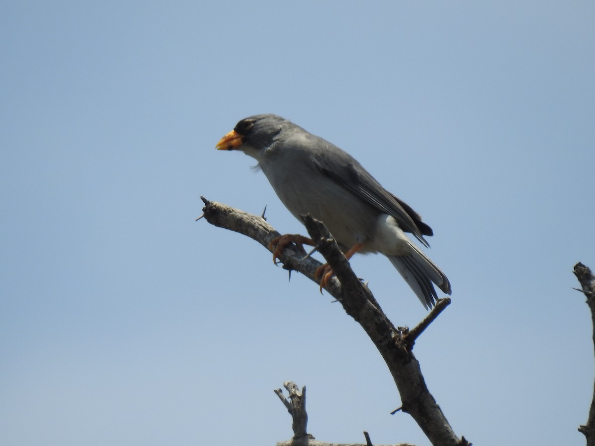 Cinereous Finch - ML641987983