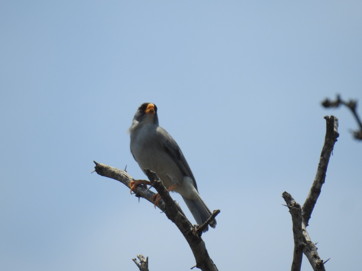 Cinereous Finch - ML641987984