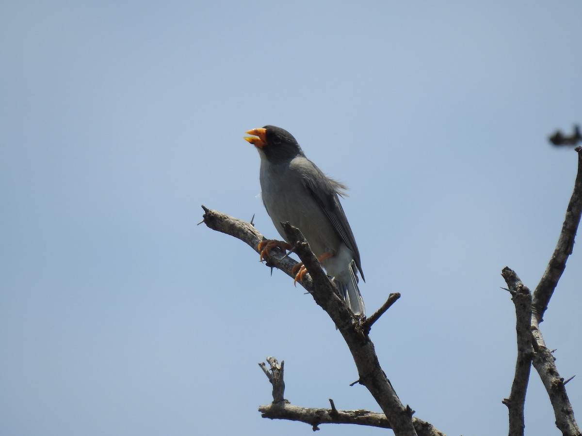 Cinereous Finch - ML641987985