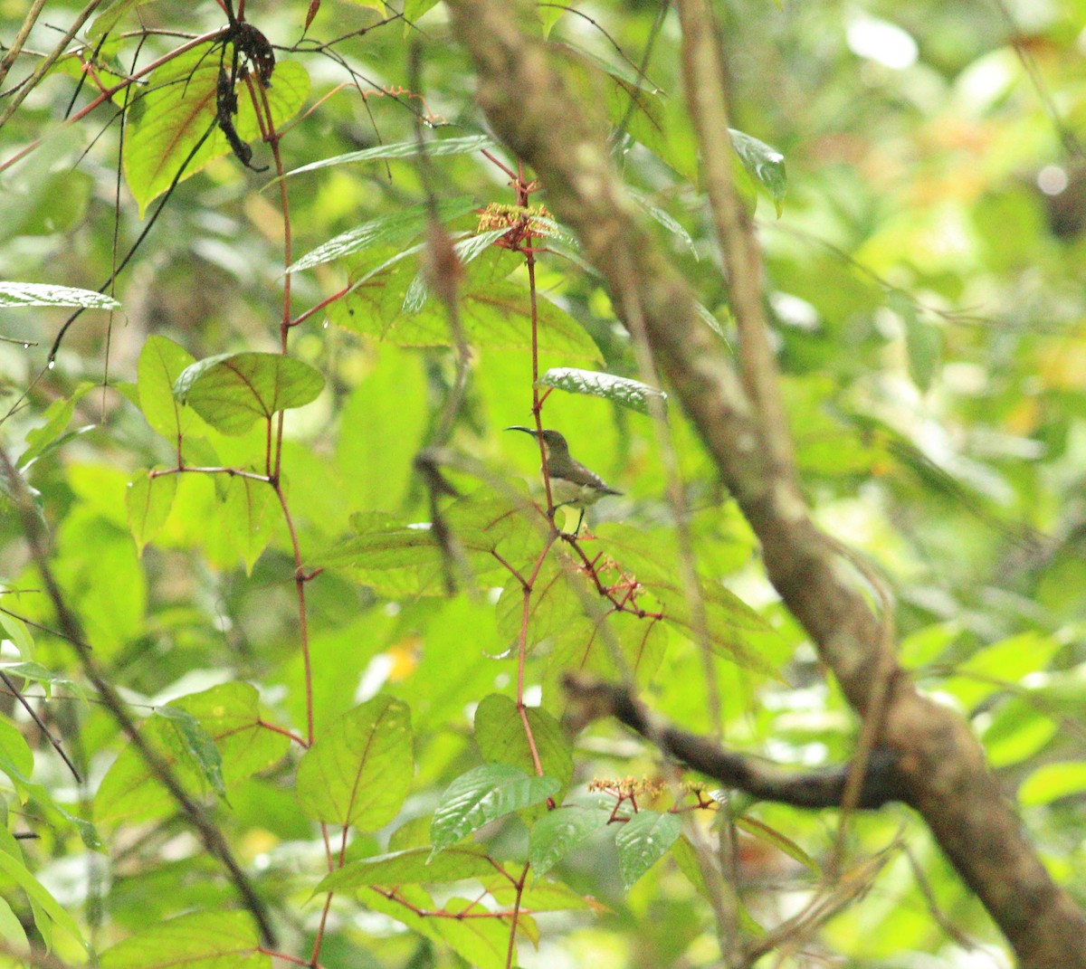Loten's Sunbird - ML641987986