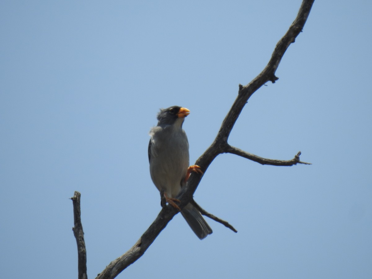 Cinereous Finch - ML641987987