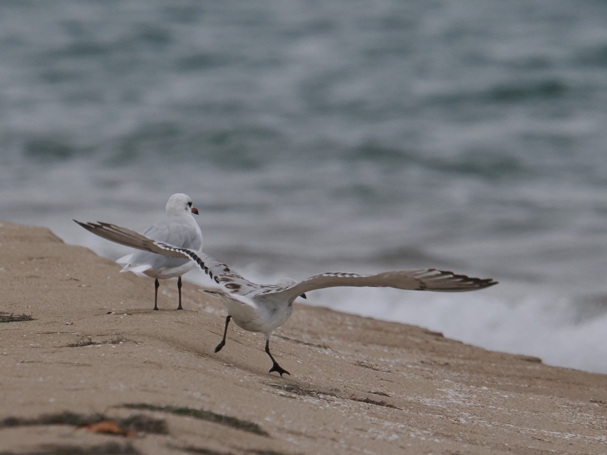 Mediterranean Gull - ML641987988