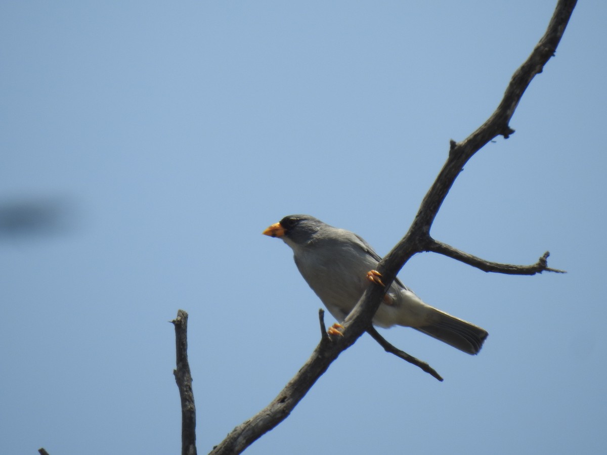 Cinereous Finch - ML641987989