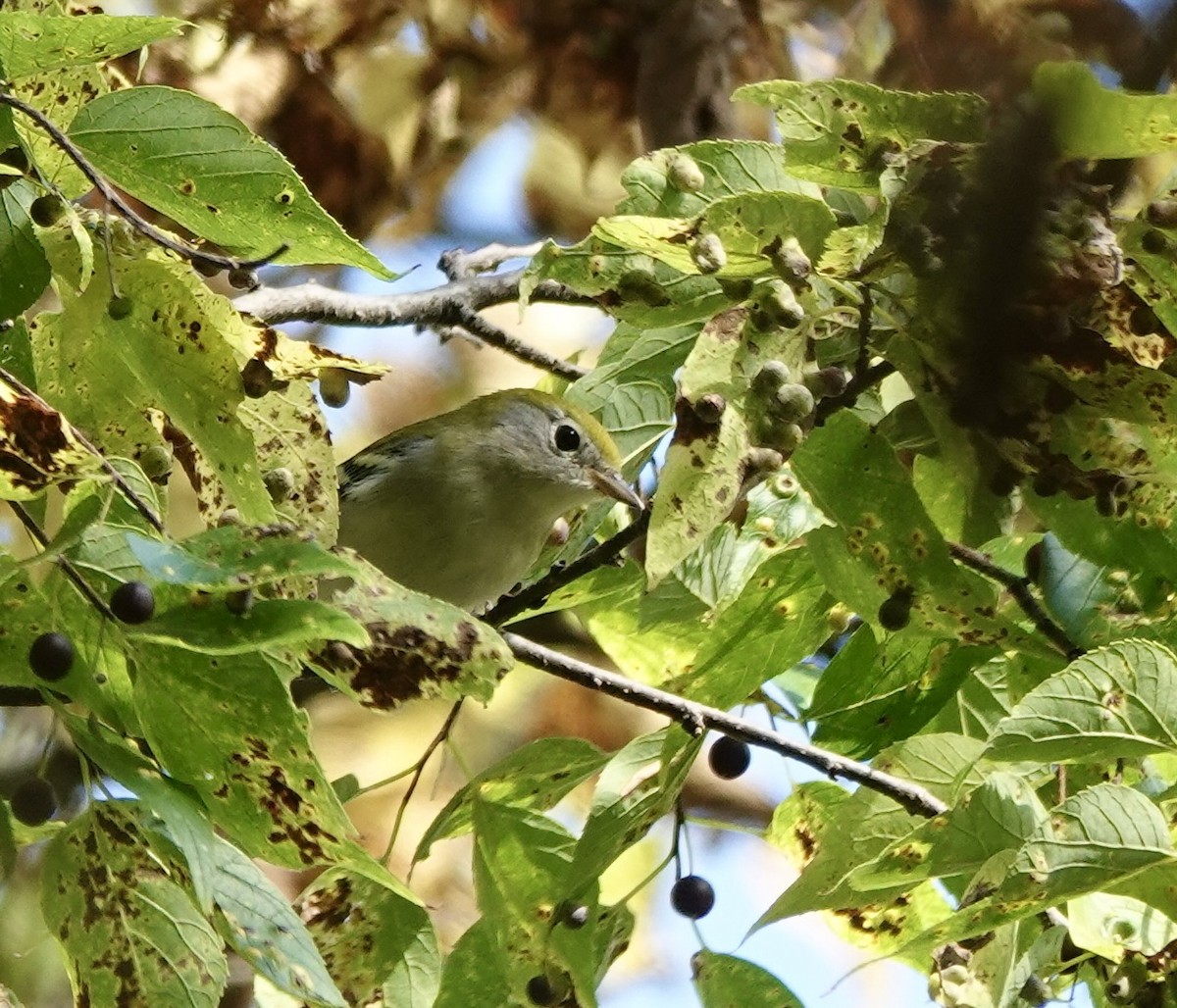 Chestnut-sided Warbler - ML641987990
