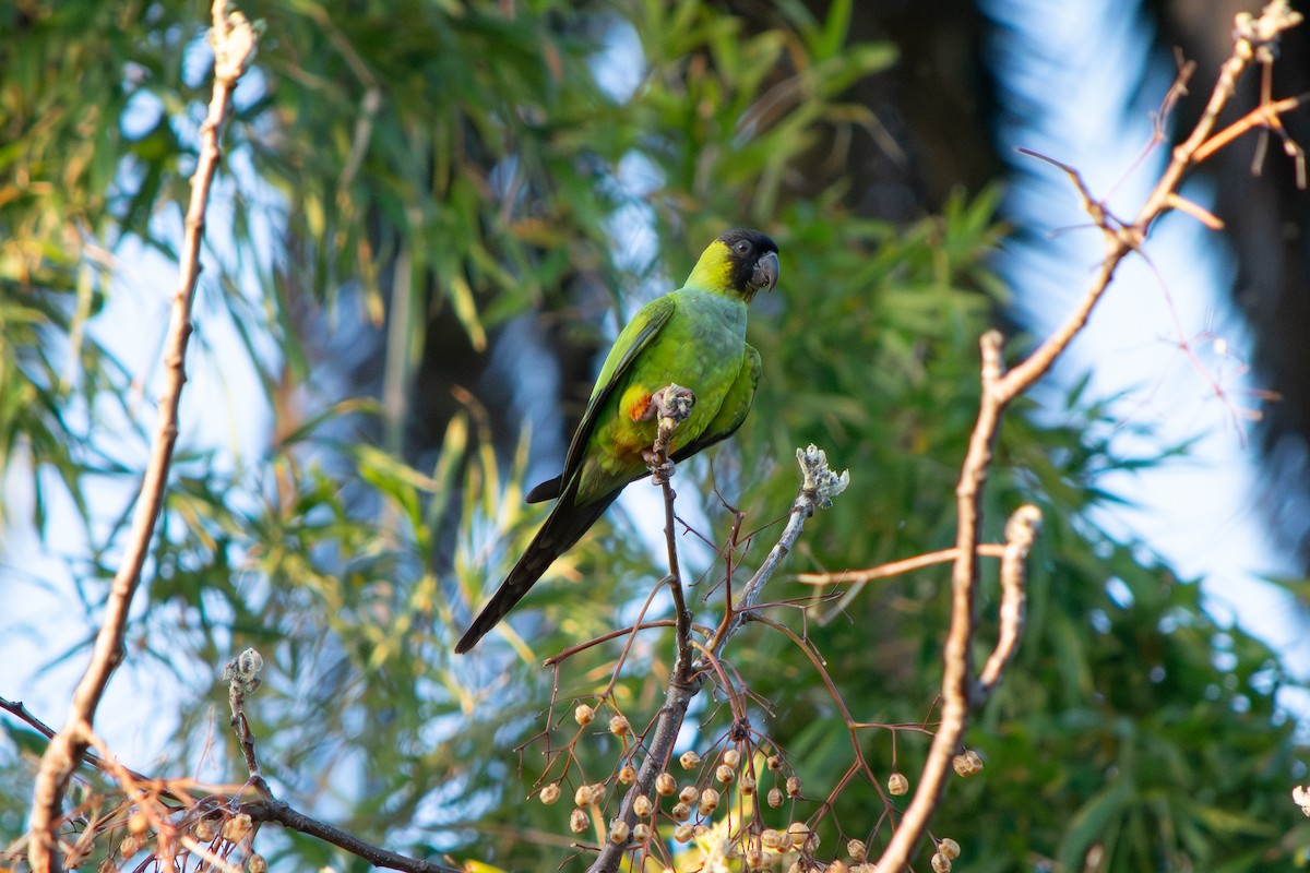 Nanday Parakeet - ML641987991