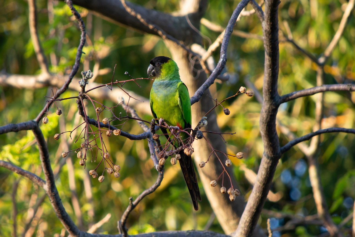 Nanday Parakeet - ML641987992