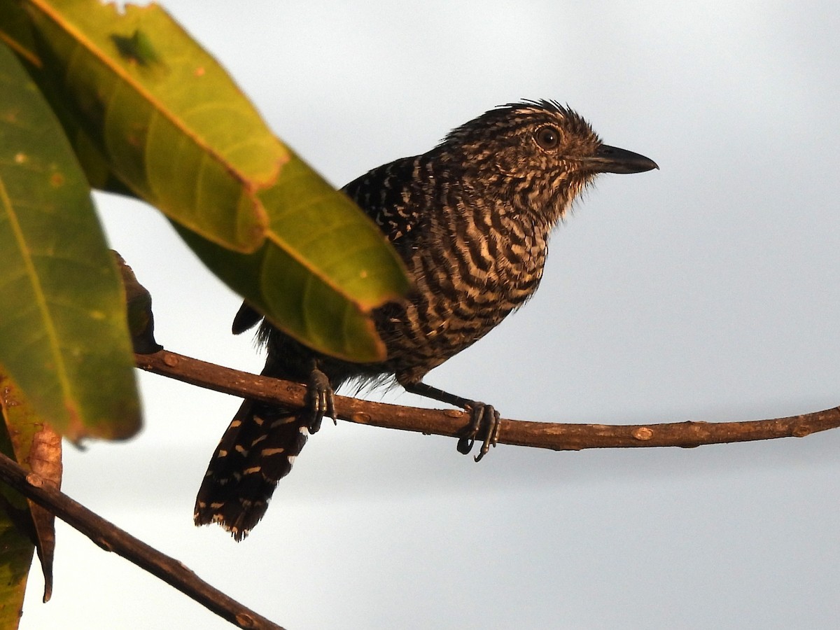 Barred Antshrike - ML641987994