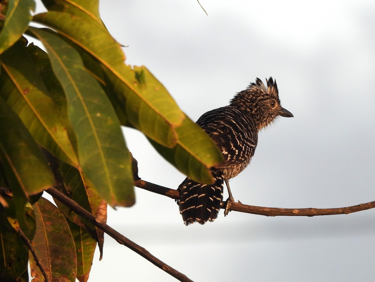 Barred Antshrike - ML641987995