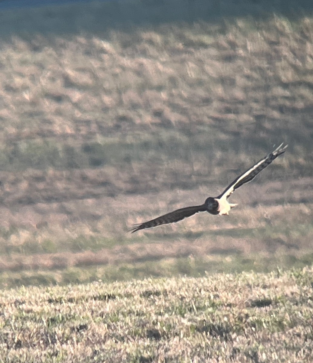 Swainson's Hawk - ML641987997