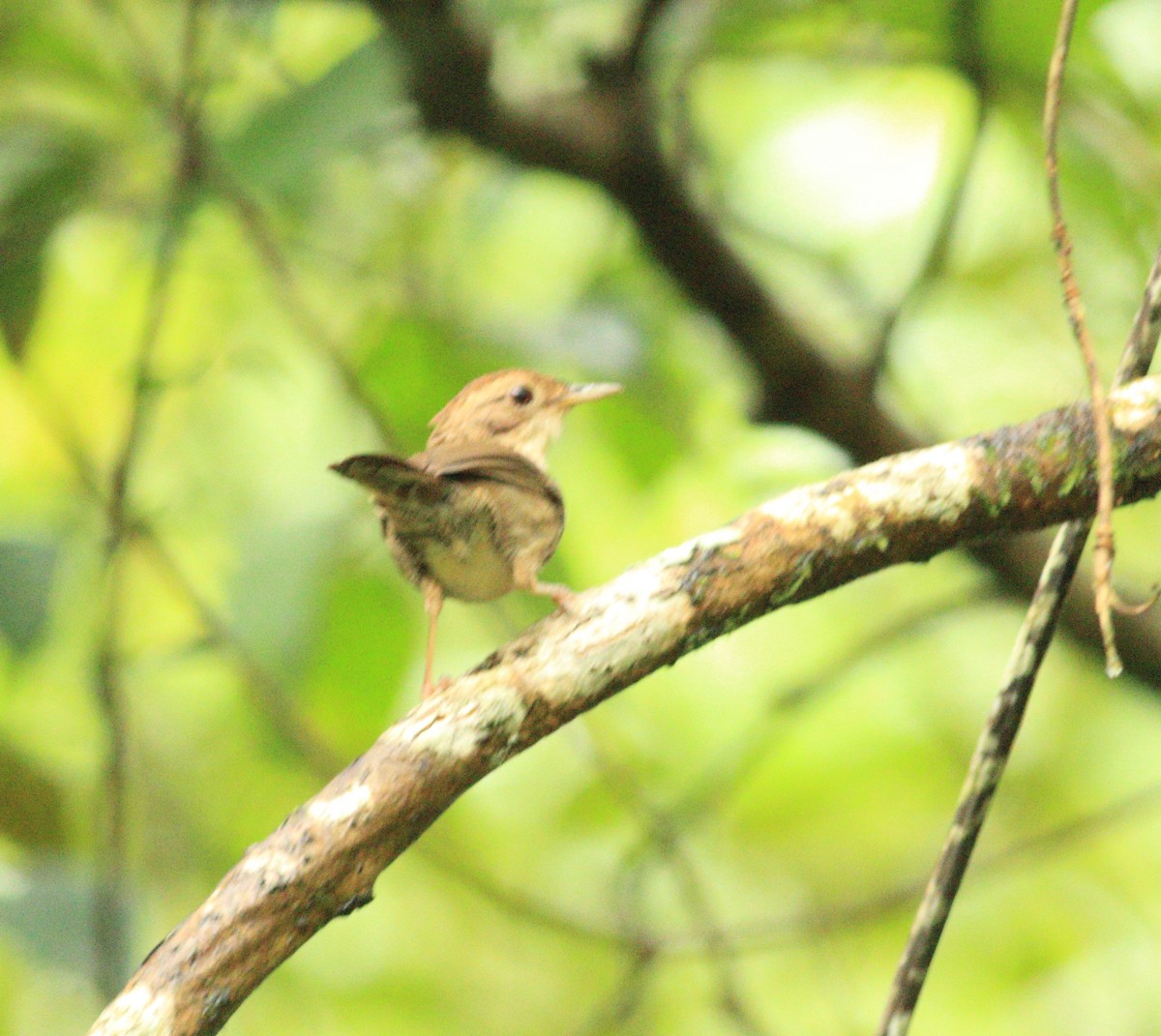 Puff-throated Babbler - ML641987998