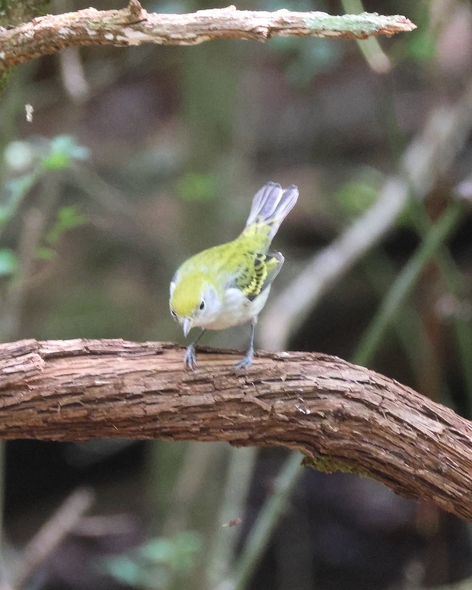 Chestnut-sided Warbler - ML641987999