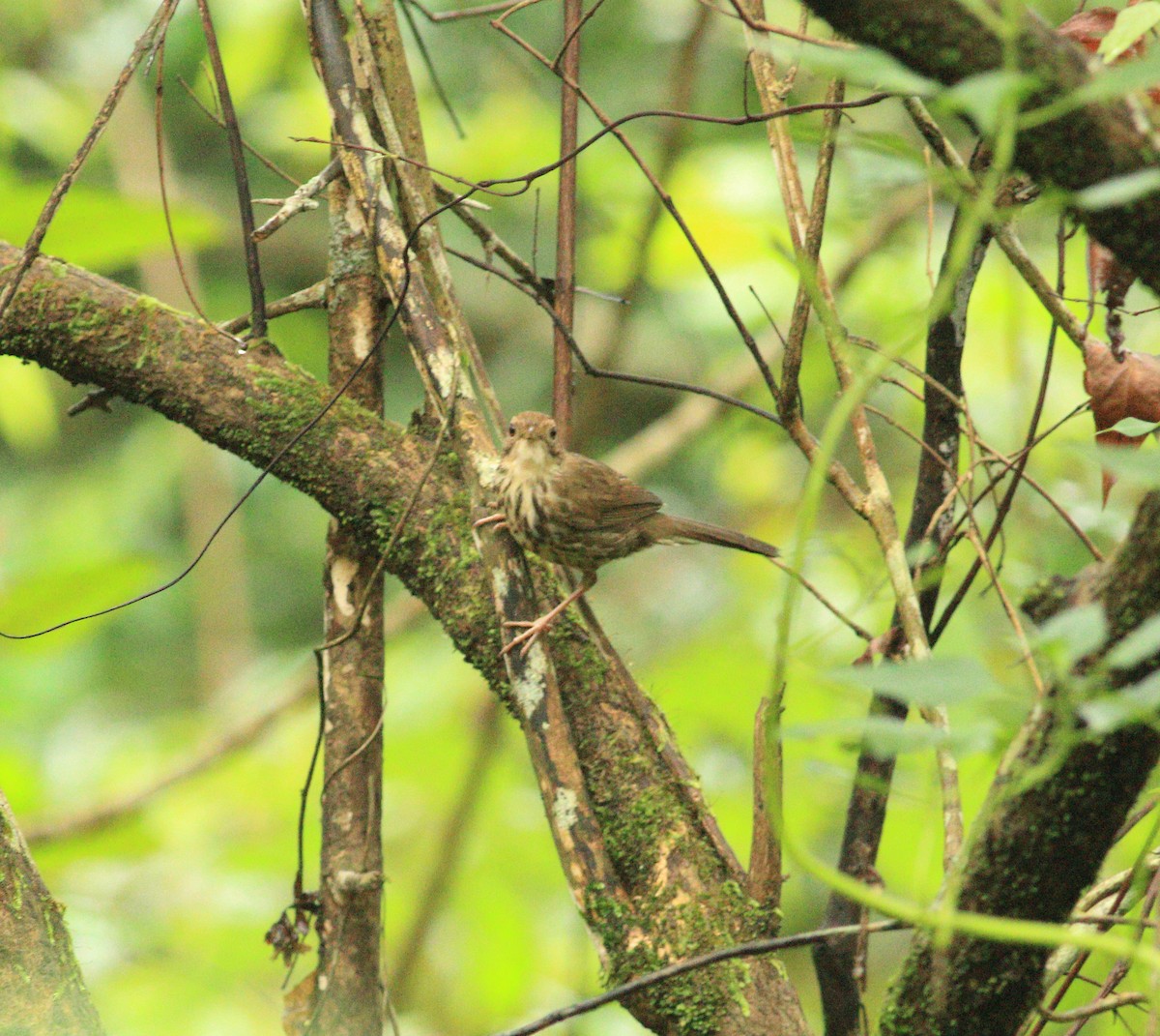 Puff-throated Babbler - ML641988000