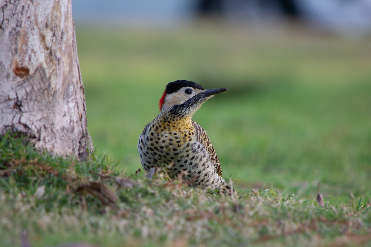Green-barred Woodpecker - ML641988001