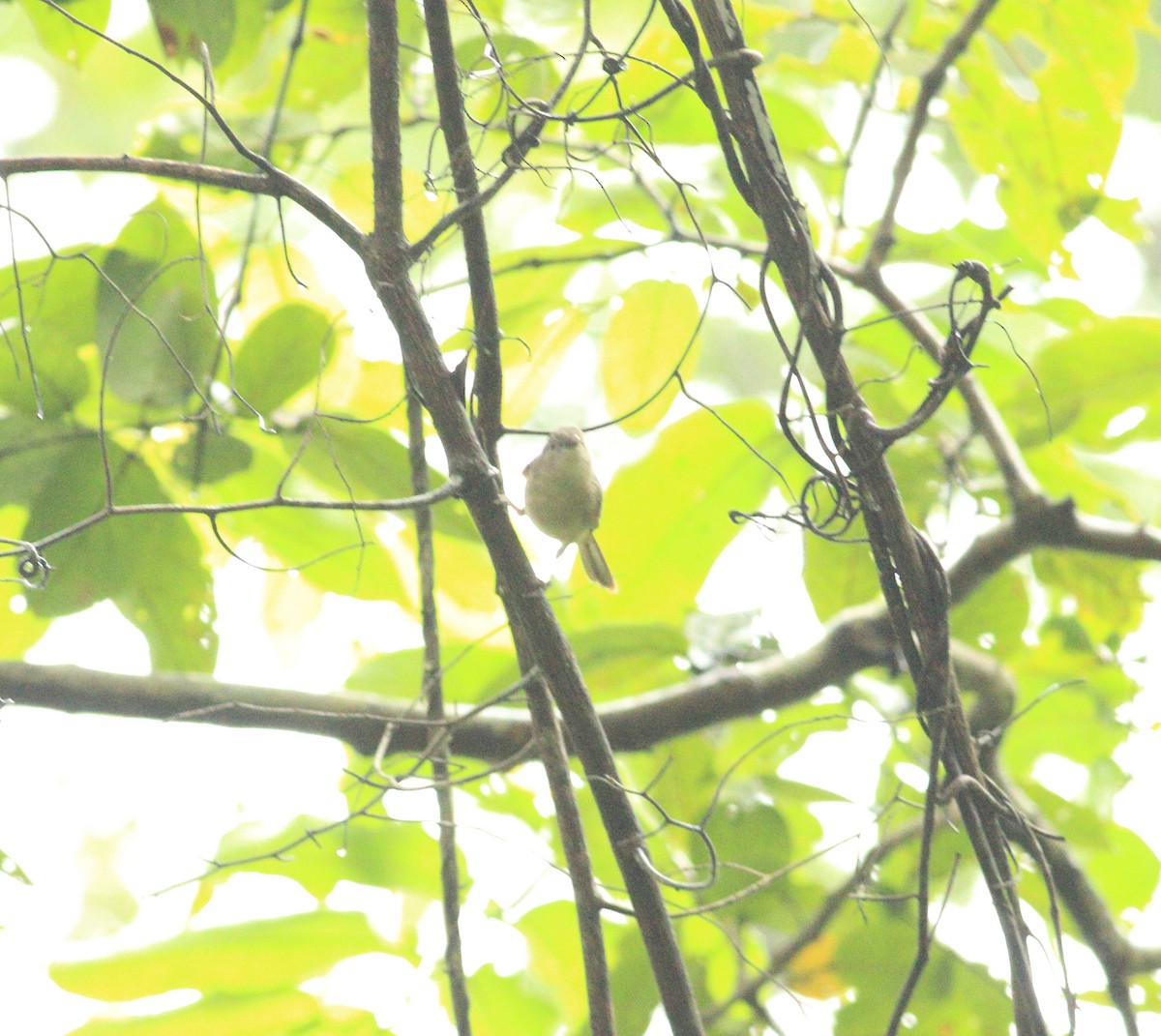 Brown-cheeked Fulvetta - ML641988002