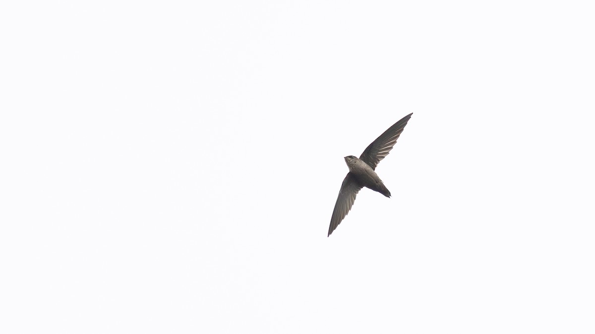 Vaux's Swift - ML641988004