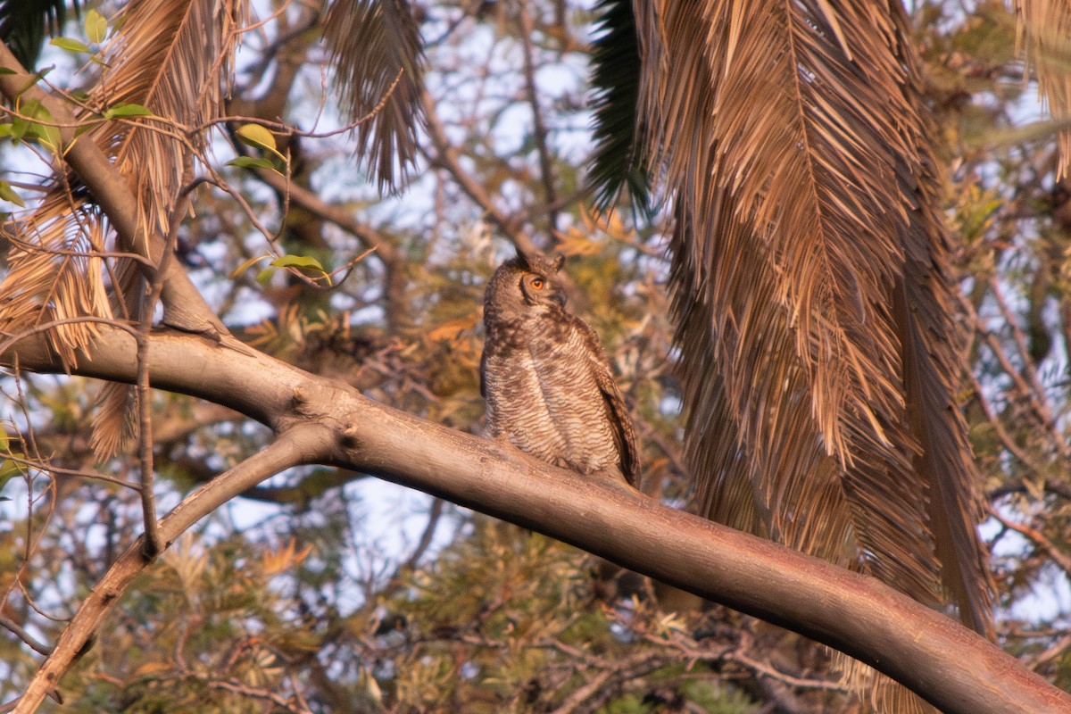 Great Horned Owl - ML641988006