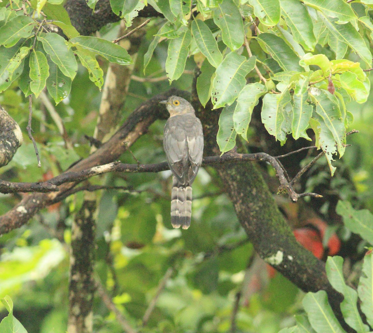 Common Hawk-Cuckoo - ML641988009