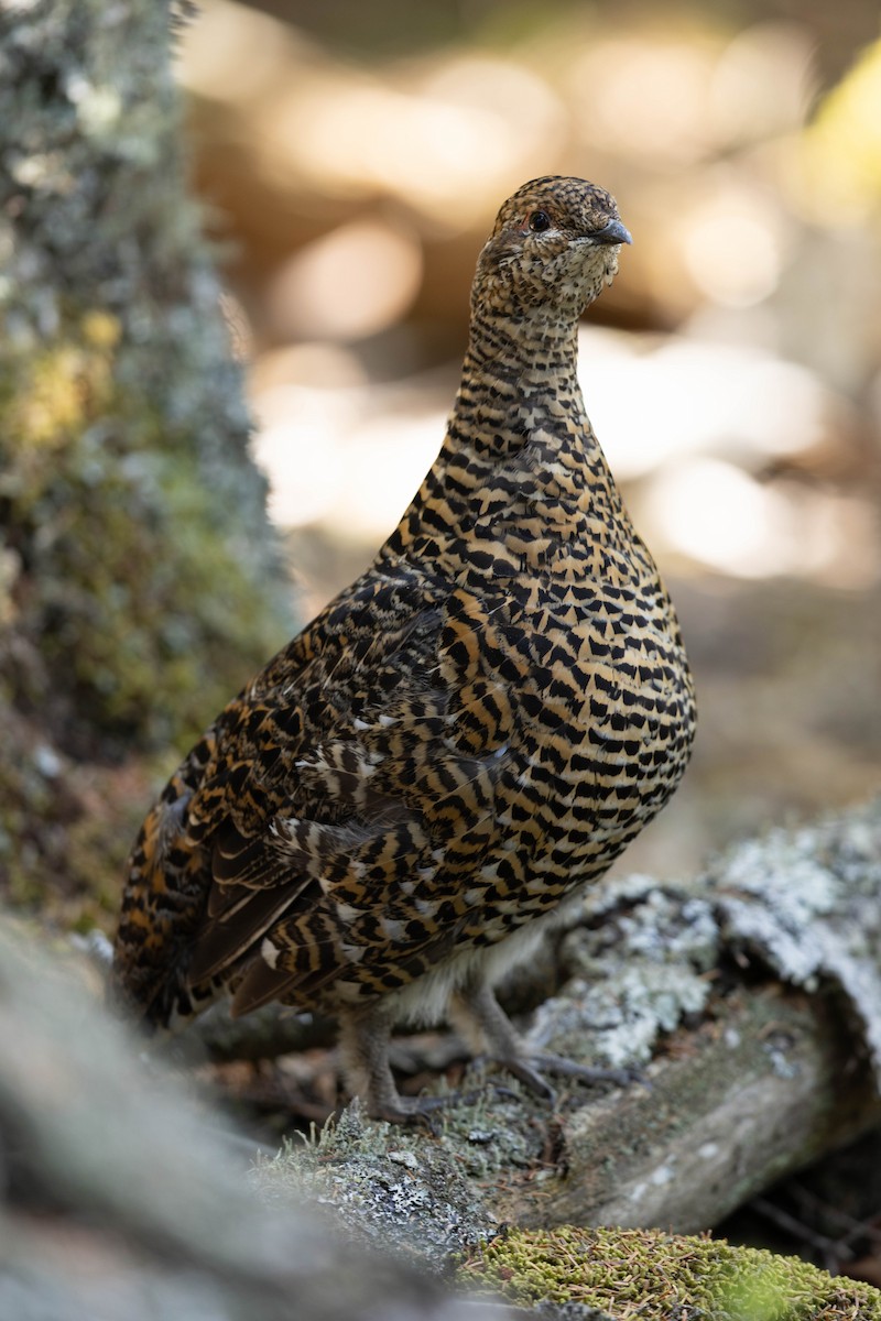 Spruce Grouse - ML641988012